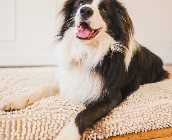 Modern Dog Bedding Trends That Put Pet Comfort First 