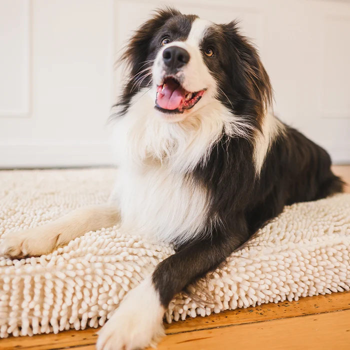 Modern Dog Bedding Trends That Put Pet Comfort First 