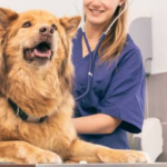 The Role Of Culture Testing In Choosing The Right Antibiotic For Your Pet
