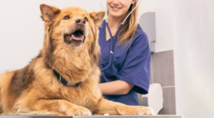 The Role Of Culture Testing In Choosing The Right Antibiotic For Your Pet
