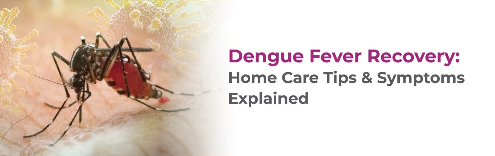 Dengue Fever Recovery: Home Care Tips & Symptoms Explained